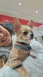 Chihuahua per accoppiamento / monta