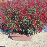 Fioraia con esperienza