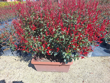 Fioraia con esperienza