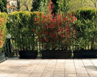 piante terrazzo: leylandii e fotinie
