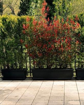 piante terrazzo: leylandii e fotinie