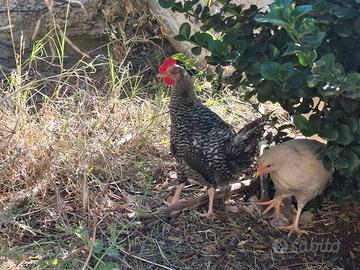 Gallo amrock