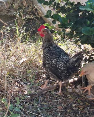 Gallo amrock