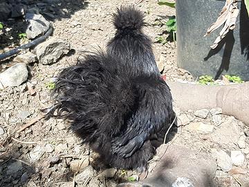 U.o.v.a moroseta nera grigio perla