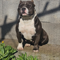 American Bully femmina