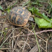 Tartaruga