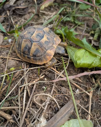 Tartaruga
