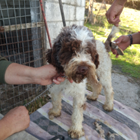 Lagotto