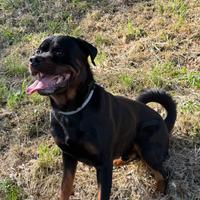 Un cane di razza rottweiler