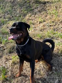 Un cane di razza rottweiler