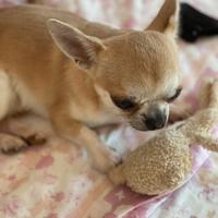 Chihuahua taglia mini