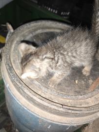Gattino persiani