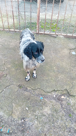 Cane setter inglese maschio 4 anni