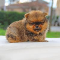 Volpino di Pomerania disponibile