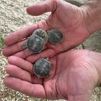 Tartaruga di acqua piccola