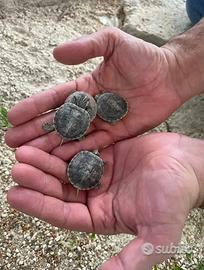 Tartaruga di acqua piccola