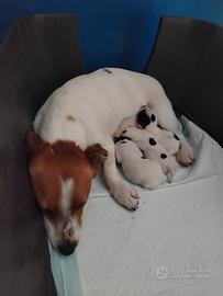Jack russell cuccioli