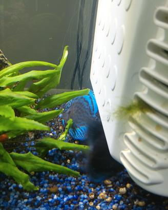 acquario