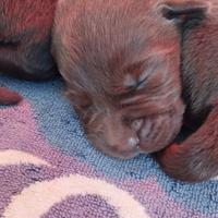 Cuccioli di labrador