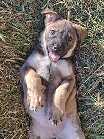 Cucciolo Lupo Cecoslovacco