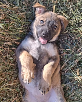Cucciolo Lupo Cecoslovacco