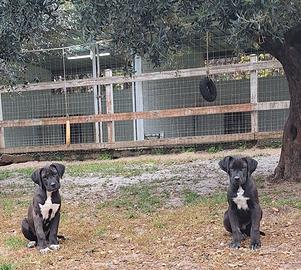 Cuccioli mix Cane Corso x Abruzzese