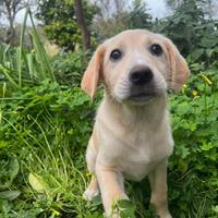 Cucciola di cane di 10 mesi