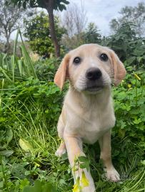 Cucciola di cane di 10 mesi