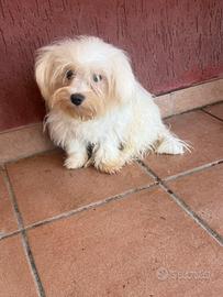 Maltese
