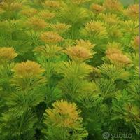 50 steli limnophila sessiflora -pianta d'acquario