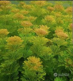 50 steli limnophila sessiflora -pianta d'acquario