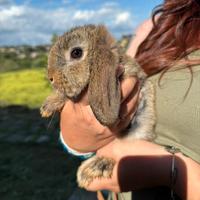 Cuccioli ariete nano