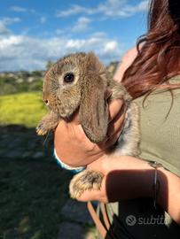 Cuccioli ariete nano