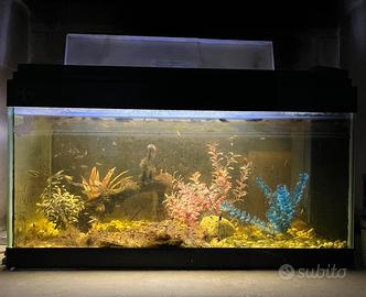 Acquario