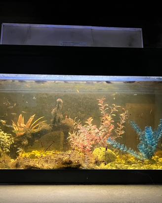 Acquario