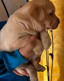 Cuccioli di Labrador disponibili