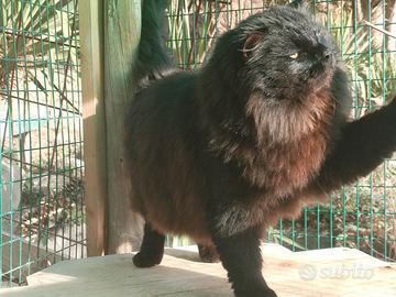 Gatti Siberiani adulti Rehoming