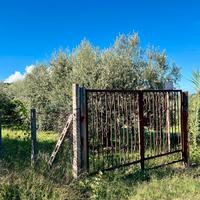 Palestrina terreno agricolo