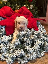 Cuccioli di Lagotto romagnolo