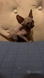 Sphynx