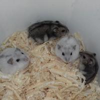 Criceti russi, Roborowsky ed Europei