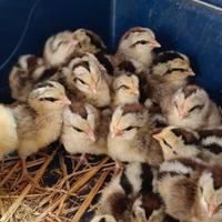 Pulcini di gallina val platani