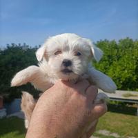 Disponibile cucciolo di maltesino