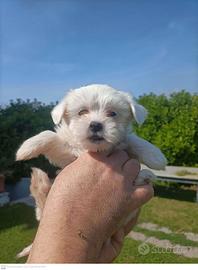 Disponibile cucciolo di maltesino