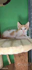 Papaya, tenera gattina