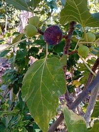 pianta fico nero succoso dolce anche per ma