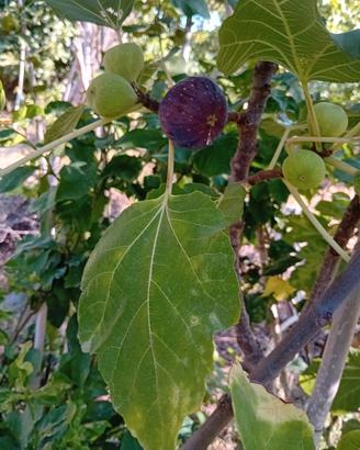 pianta fico nero succoso dolce anche per ma