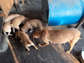 Cuccioli segugio