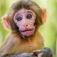 Scimmia domestica sterilizzata