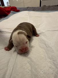 American bully micro exotic